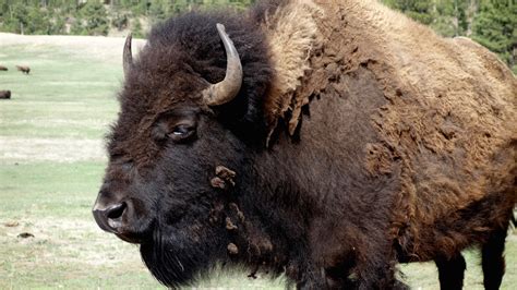 El bufalo